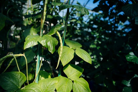 Plants growing in a UCR greenhouse.
