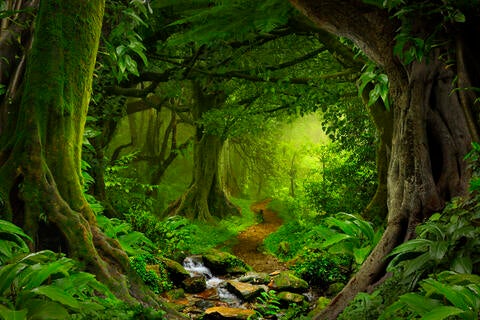 Southeast Asian jungle