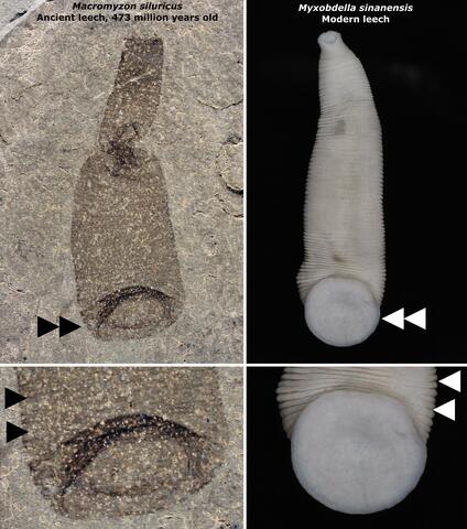comparison of ancient and modern leeches
