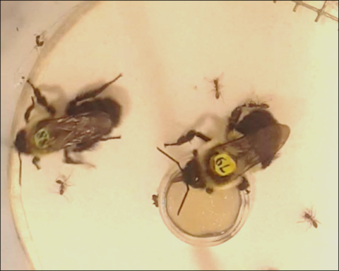 Bumbles and ants together on a feeder in the lab