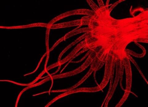 Sea anemone stand-in for coral