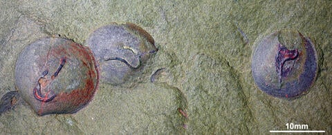 Traces of spionids in bivalve fossils