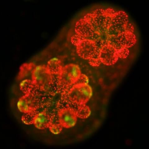 glowing coral with algae