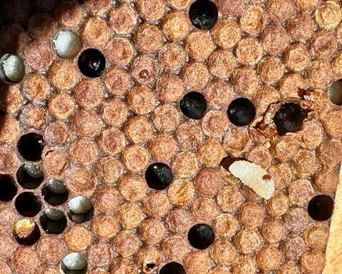 CA honeybee brood with varroa mite