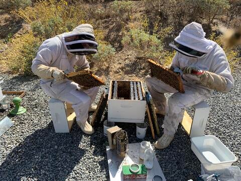 Researchers in beekeeper suits examining honeybee colonies 