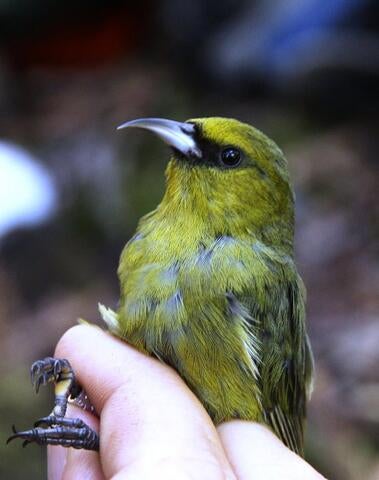 Hawai'i 'Amakihi (HAAM)