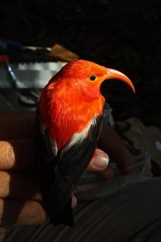 Threatened red-beaked Hawaiian ʻIʻiwi 