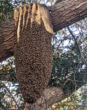 Wild hive of Southern CA hybrid honeybees hanging from a tree