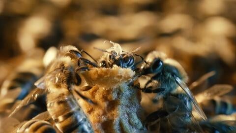 hatching queen with royal honeybee guards