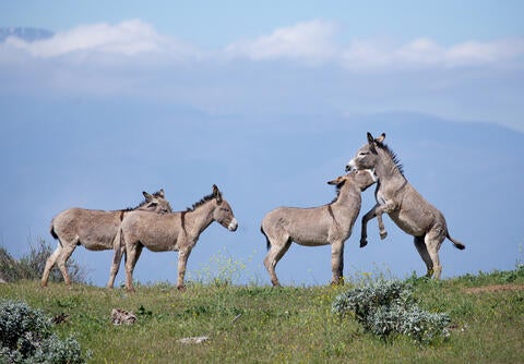 Burros