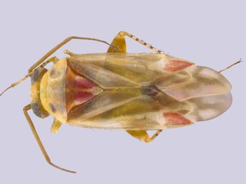 Swiftiephylus taylorae closeup