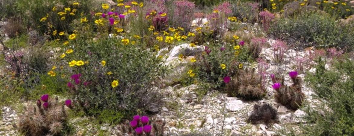 A photo of California's inland desert region showing wild flowers.