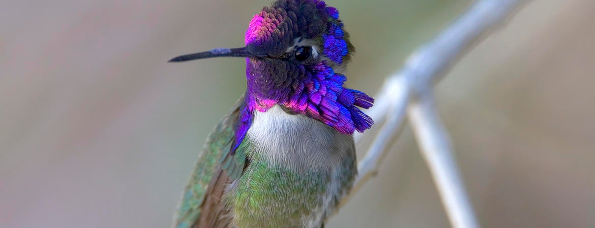 A photo of a Costas hummingbird