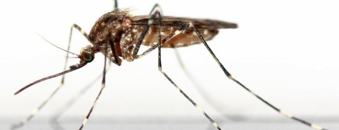 $2.3 Million NIH Grant Will Support Efforts To Stop Mosquito-borne ...