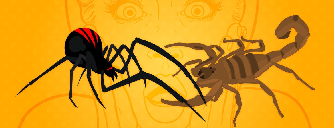 Illustration of scorpion and spider fighting