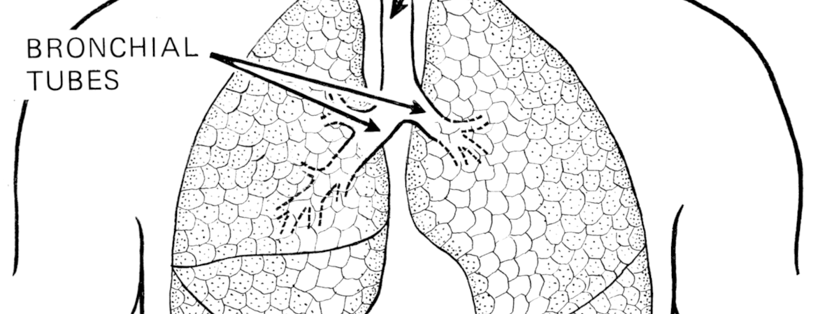 Human lungs