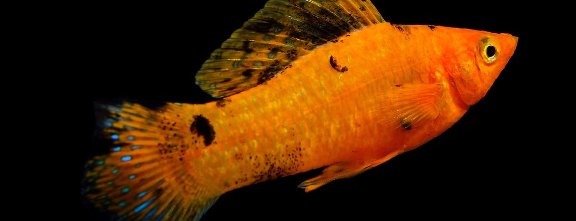 Molly fish showing large dorsal fin