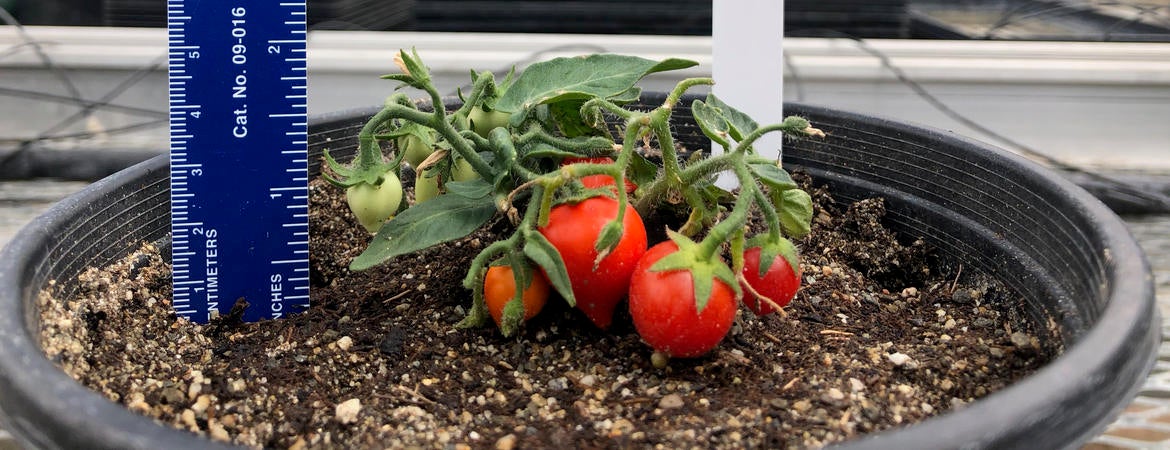 Miniature tomatoes for growing on the International Space Station