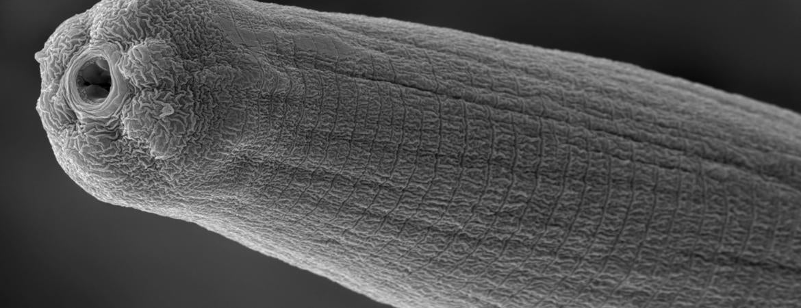 An activated Steinernema carpocapsae nematode