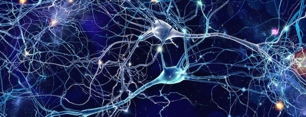 neurons