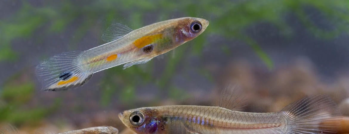 wild male and female guppies. Credit: Harold Olsen