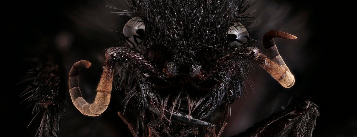 The Top: nine scariest Southern Californian bugs, UCR News