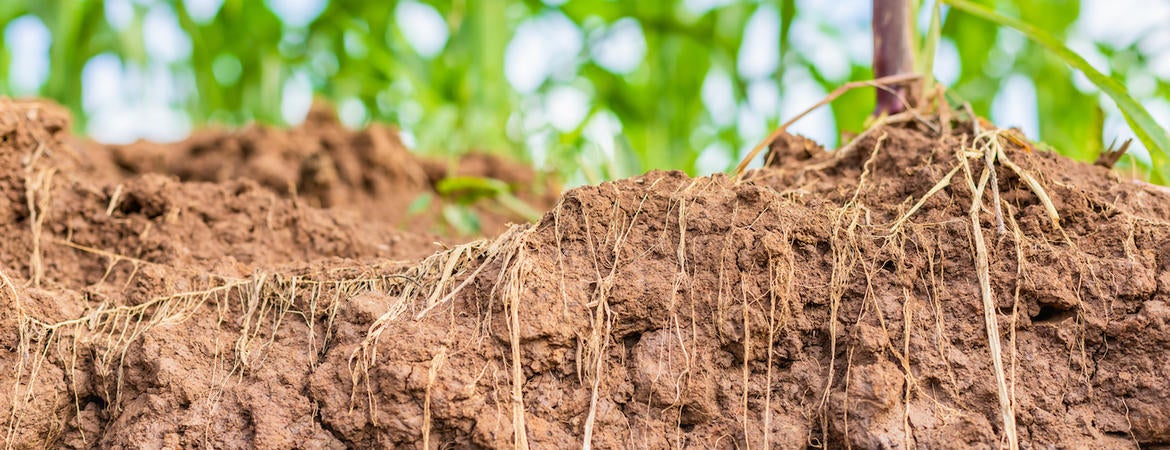 corn roots in the ground