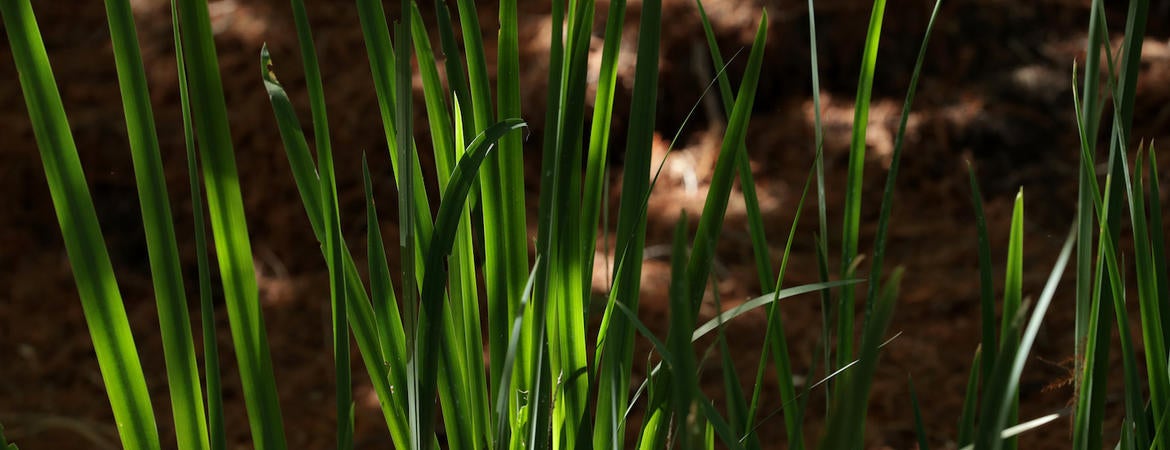 grass in the shade