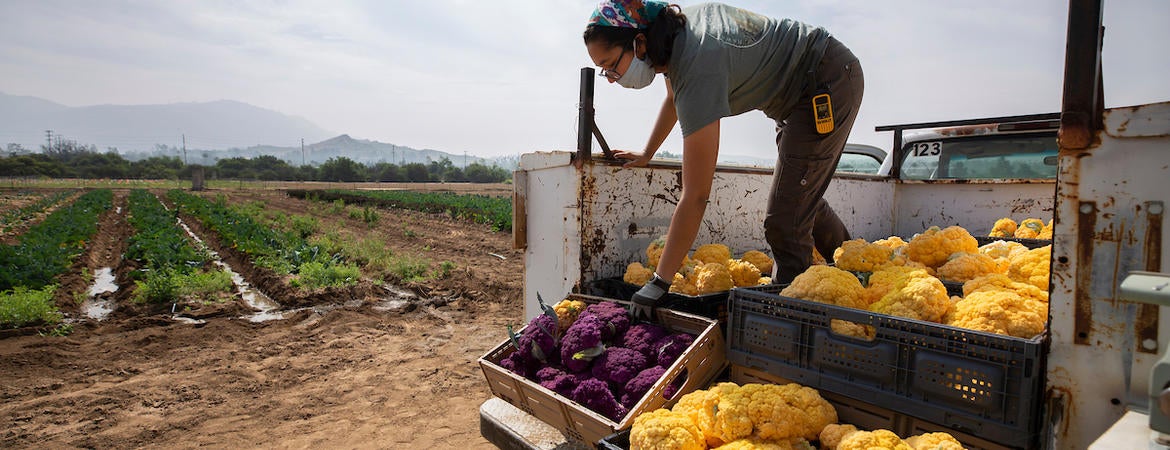 Fourth year student Julia Perez, 21, loads up a truck full of yellow and purple cauliflower after harvesting at UC Riverside's R'Garden on Thursday, April 30, 2020. Despite COVID-19, harvesting is still important in order to keep a supply of fruits and vegetables for the campus' food pantry, R'Pantry, which gives the food for free to students who remain living on campus. (UCR/Stan Lim)