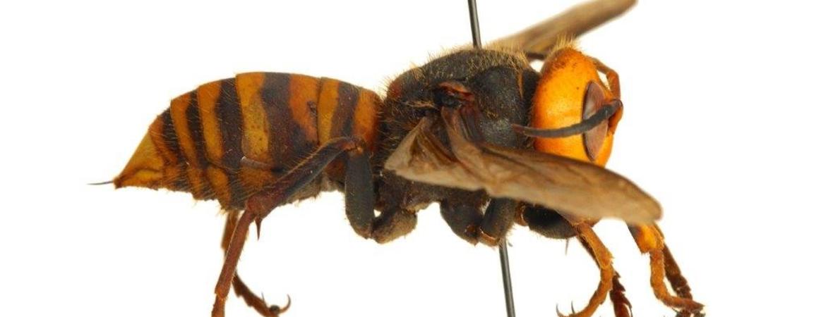 Asian Giant Hornet specimen