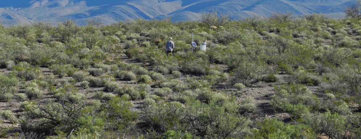 Shrubs in New Mexico