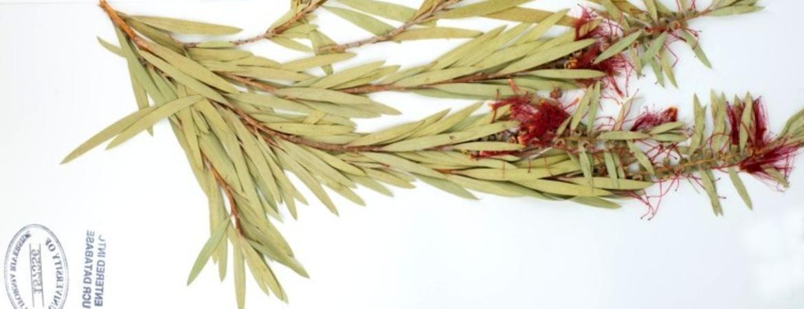 herbarium specimen