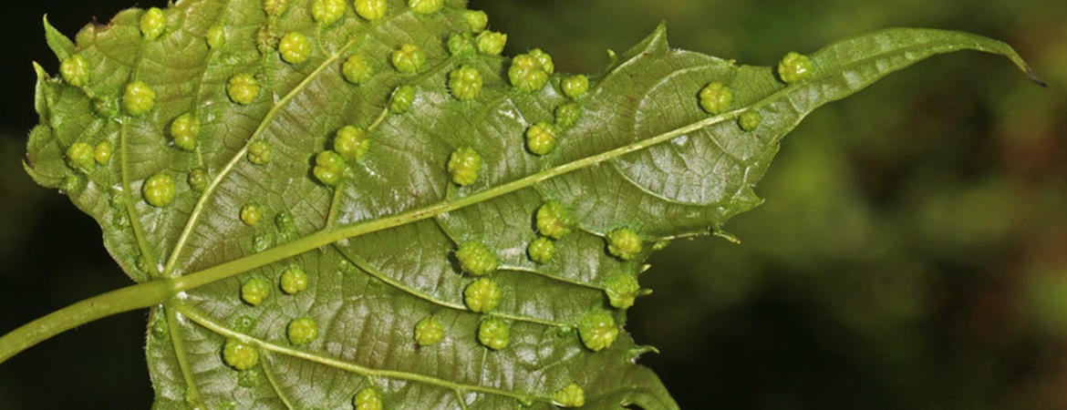 grape leaf galls