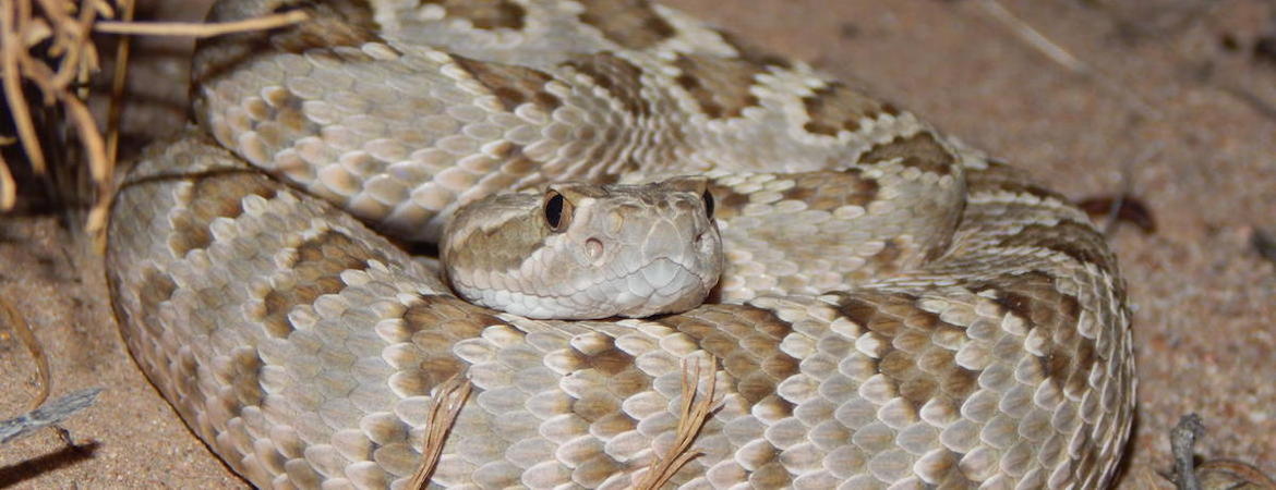 Rattlesnake coiled up