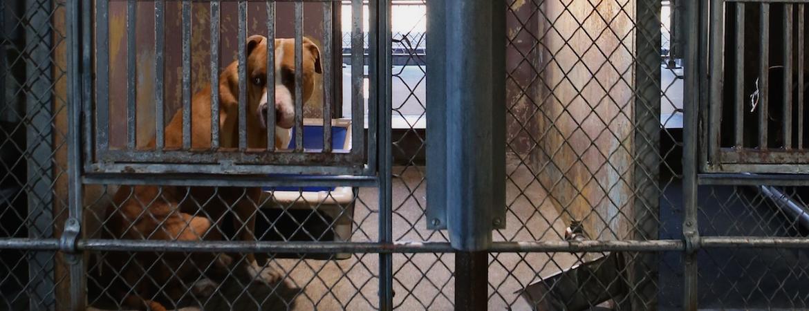 A pit bull dog in a kennel at animal shelter credit Paul Knight