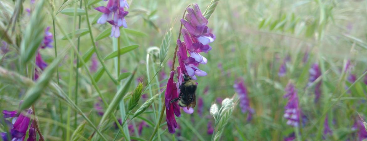 bee on flower