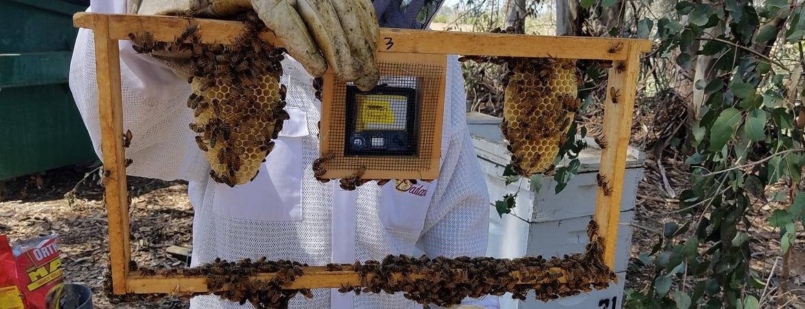 Beekeepers try to keep bees – and livelihoods – from going extinct