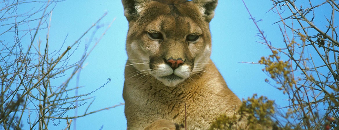 A mountain lion looking down toward the viewer.