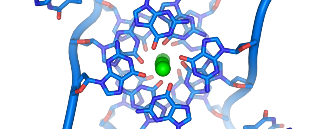 quadruplex DNA