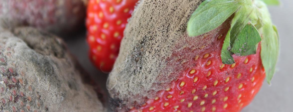 gray mold on strawberries