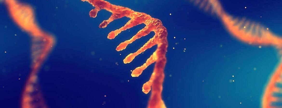 RNA