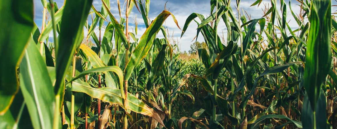 Corn growing in a field