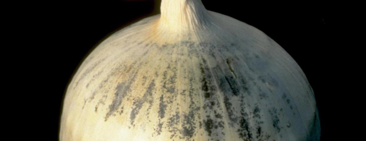 Aspergillus niger fungus growing on a white onion