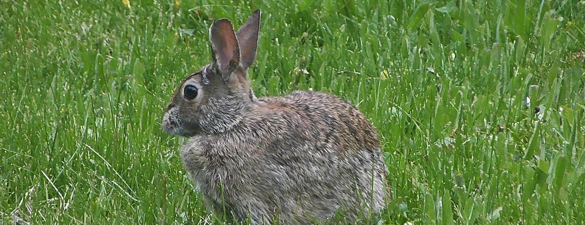 An Eastern Cottontail rabbit