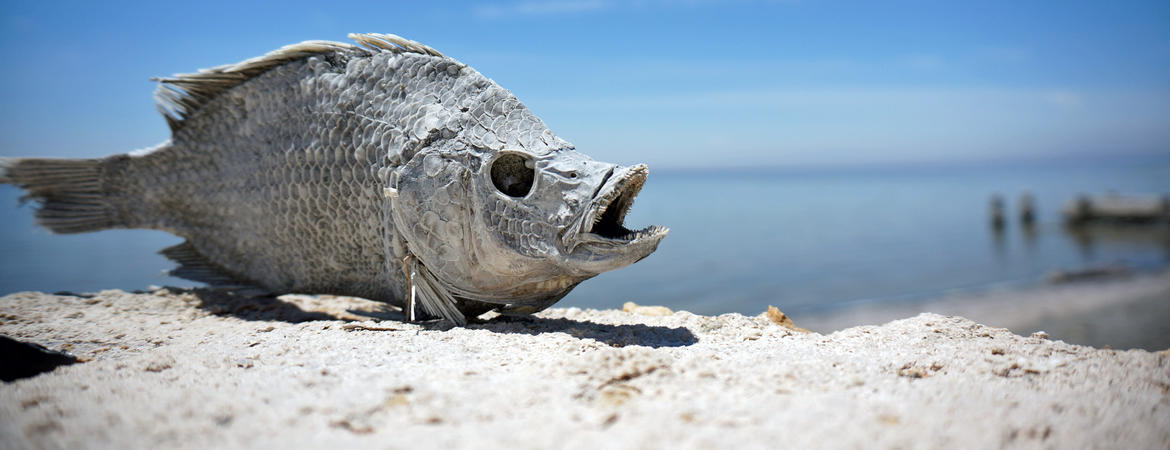Salton Sea dead fish