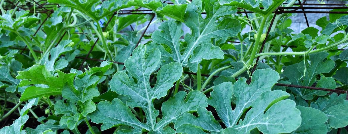 Watermelon leaves