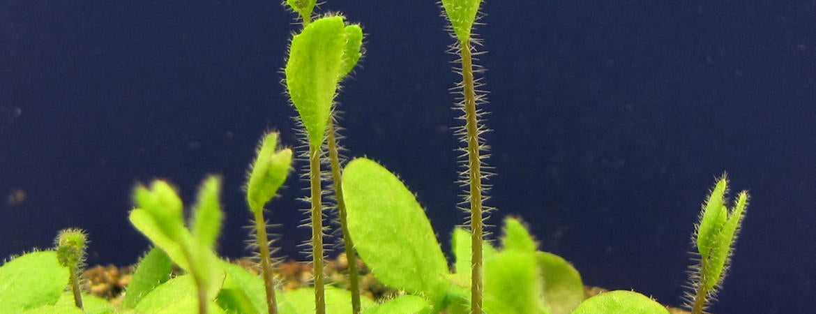 arabidopsis bolting