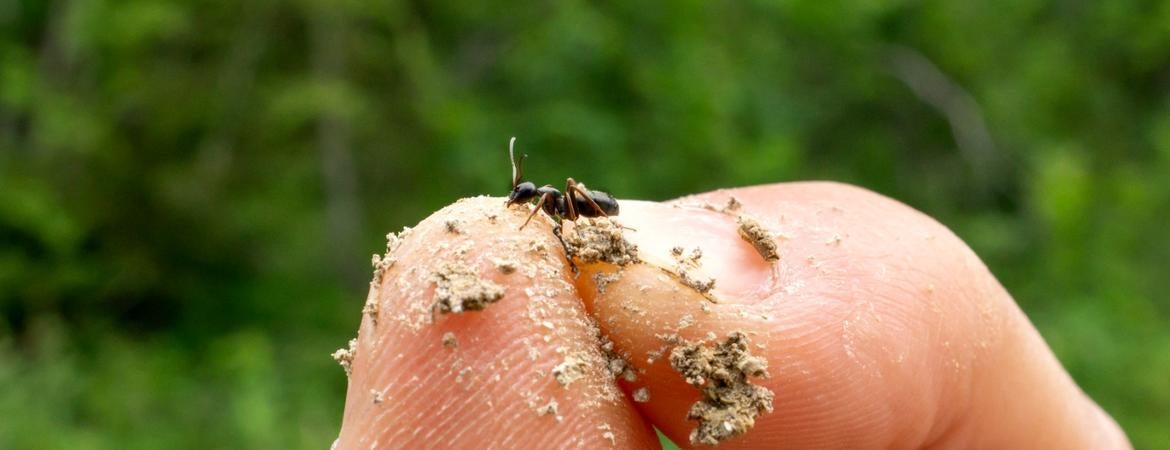 ant in hand