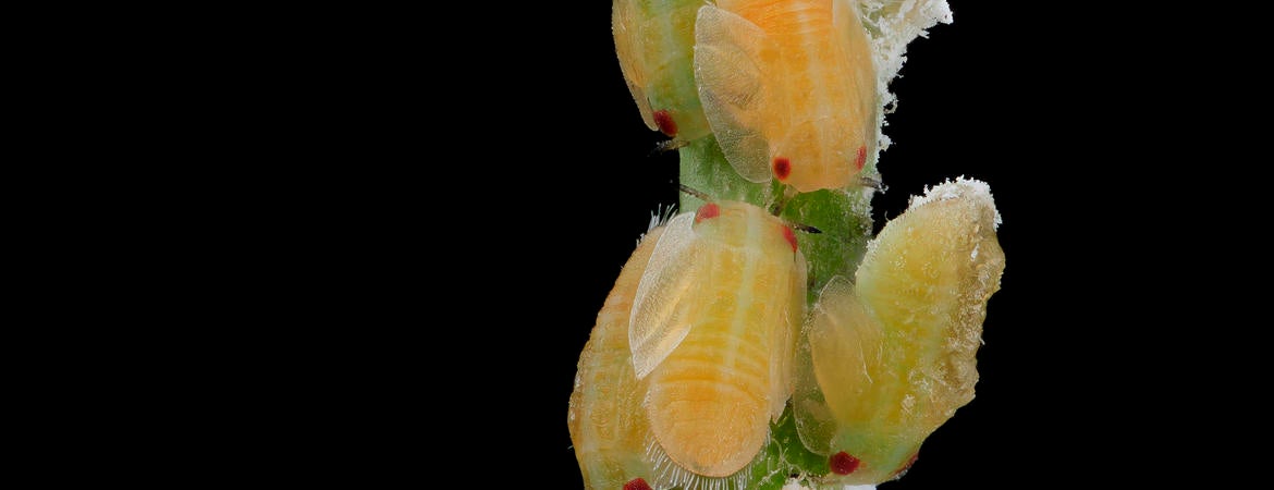 Asian citrus psyllid nymphs