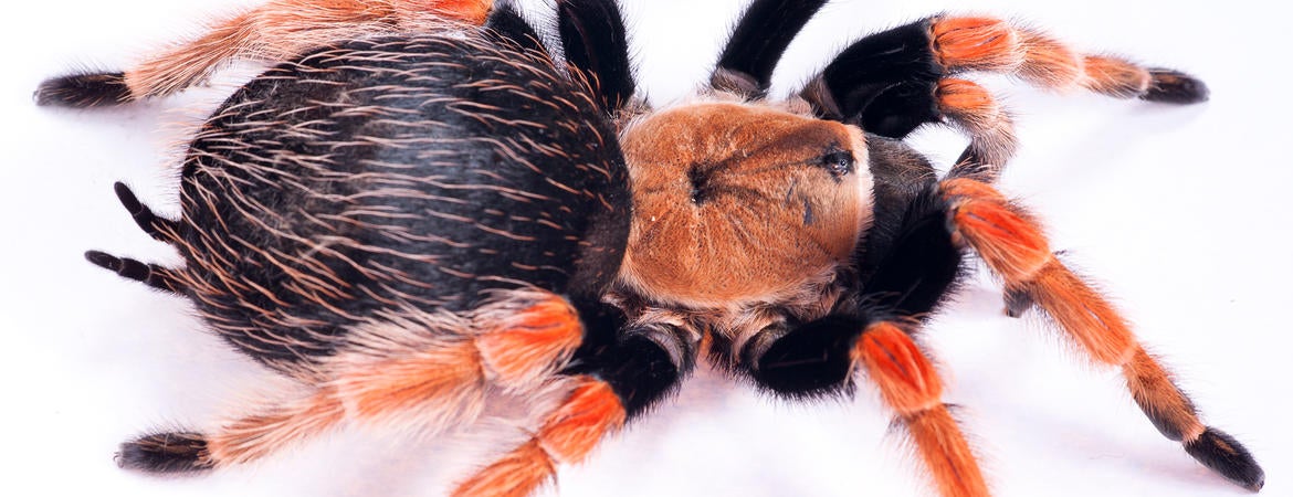 Did a 'New Deadly Spider' Species Kill Several People in the U.S. in the  Summer of 2018?